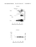 METHOD AND KIT FOR DETECTING THE EARLY ONSET OF RENAL TUBULAR CELL INJURY diagram and image