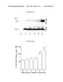 METHOD AND KIT FOR DETECTING THE EARLY ONSET OF RENAL TUBULAR CELL INJURY diagram and image