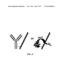 Fluorescent Methods and Materials for Directed Biomarker Signal     Amplification diagram and image