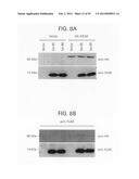 Methods of modulating bromodomains diagram and image