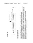 RNA Interference Mediated Inhibition of GATA Binding Protein 3 (GATA3)     Gene Expression Using Short Intefering Nucleic Acid (siNA) diagram and image