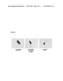 ATTENUATED SALMONELLA ENTERICA SEROVAR PARATYPHI A AND USES THEREOF diagram and image