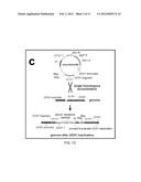 METHODS FOR PRODUCING SUBSTANTIALLY HOMOGENEOUS HYBRID OR COMPLEX     N-GLYCANS IN METHYLOTROPHIC YEASTS diagram and image