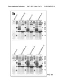 METHODS FOR PRODUCING SUBSTANTIALLY HOMOGENEOUS HYBRID OR COMPLEX     N-GLYCANS IN METHYLOTROPHIC YEASTS diagram and image