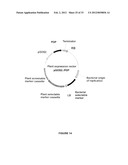 Plants Having Enhanced Abiotic Stress Tolerance and/or Enhanced     Yield-Related Traits and a Method for Making the Same diagram and image