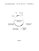 Plants Having Enhanced Abiotic Stress Tolerance and/or Enhanced     Yield-Related Traits and a Method for Making the Same diagram and image