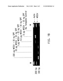 SEQUENCES DIAGNOSTIC FOR SHRIMP PATHOGENS diagram and image