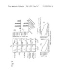 ANALOGS OF ALPHA GALACTOSYLCERAMIDE AND USES THEREOF diagram and image