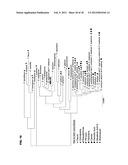 BIOREACTORS COMPRISING FUNGAL STRAINS diagram and image