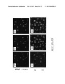 Enriched stem cell and progenitor cell populations, and methods of     producing and using such populations diagram and image