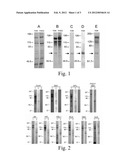 IDENTIFICATION OF TOXIN-BINDING PROTEIN INVOLVED IN RESISTANCE TO CRY1     TOXINS, AND RELATED SCREENING METHODS diagram and image