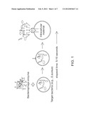 ASSAYS FOR BACTERIAL DETECTION AND IDENTIFICATION diagram and image