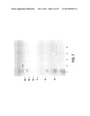 Circovirus Sequences Associated With Piglet Weight Loss Disease (PWD) diagram and image