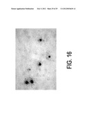 Circovirus Sequences Associated With Piglet Weight Loss Disease (PWD) diagram and image