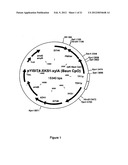 PENTOSE SUGAR FERMENTING CELL diagram and image