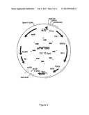 PENTOSE SUGAR FERMENTING CELL diagram and image