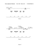 PENTOSE SUGAR FERMENTING CELL diagram and image