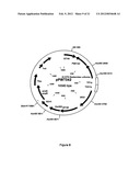 PENTOSE SUGAR FERMENTING CELL diagram and image