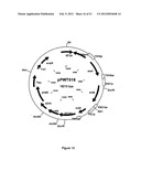 PENTOSE SUGAR FERMENTING CELL diagram and image