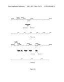 PENTOSE SUGAR FERMENTING CELL diagram and image