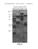 Isolated plant deoxyhypusine synthase and nucleotides encoding same diagram and image