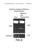 Isolated plant deoxyhypusine synthase and nucleotides encoding same diagram and image