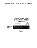 Isolated plant deoxyhypusine synthase and nucleotides encoding same diagram and image