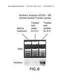 Isolated plant deoxyhypusine synthase and nucleotides encoding same diagram and image