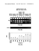 Isolated plant deoxyhypusine synthase and nucleotides encoding same diagram and image