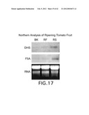 Isolated plant deoxyhypusine synthase and nucleotides encoding same diagram and image