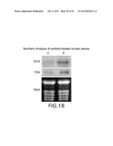 Isolated plant deoxyhypusine synthase and nucleotides encoding same diagram and image