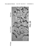 Isolated plant deoxyhypusine synthase and nucleotides encoding same diagram and image