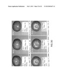 Isolated plant deoxyhypusine synthase and nucleotides encoding same diagram and image