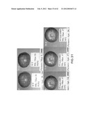 Isolated plant deoxyhypusine synthase and nucleotides encoding same diagram and image