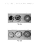 Isolated plant deoxyhypusine synthase and nucleotides encoding same diagram and image