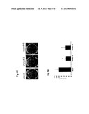 USE OF INHIBITORS OF PLAC8 ACTIVITY FOR THE MODULATION OF ADIPOGENESIS diagram and image