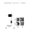 USE OF INHIBITORS OF PLAC8 ACTIVITY FOR THE MODULATION OF ADIPOGENESIS diagram and image