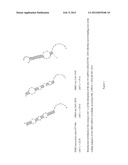 METHOD FOR INHIBITING THE ACTIVITY OF MIR-155 diagram and image
