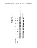 Use of methionine sulfoximine to treat acute liver failure and other     diseases caused by an inflammatory cytokine response diagram and image