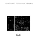 USE OF MAGNETIC NANOPARTICLES TO REMOVE ENVIRONMENTAL CONTAMINANTS diagram and image