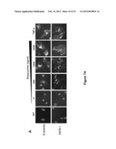 APTAMER-CONTAINING COMPOSITIONS AND METHODS FOR TARGETING E-SELECTIN diagram and image