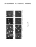 APTAMER-CONTAINING COMPOSITIONS AND METHODS FOR TARGETING E-SELECTIN diagram and image