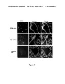 APTAMER-CONTAINING COMPOSITIONS AND METHODS FOR TARGETING E-SELECTIN diagram and image