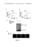 APTAMER-CONTAINING COMPOSITIONS AND METHODS FOR TARGETING E-SELECTIN diagram and image