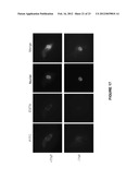 APTAMER-CONTAINING COMPOSITIONS AND METHODS FOR TARGETING E-SELECTIN diagram and image