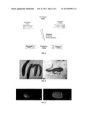 INTRINSICALLY COLORED, LUMINESCENT SILK FIBROIN AND A METHOD OF PRODUCING     THE SAME diagram and image