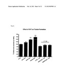 USE OF ANDROGENS FOR VASCULAR REGENERATION AND ENDOTHELIAL REPAIR diagram and image