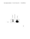 IDENTIFICATION OF EXTRACELLULAR FORM OF PTEN THAT CAN BE USED TO TREAT     TUMORS diagram and image