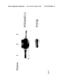 IDENTIFICATION OF EXTRACELLULAR FORM OF PTEN THAT CAN BE USED TO TREAT     TUMORS diagram and image