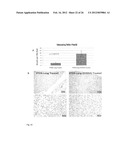 IDENTIFICATION OF EXTRACELLULAR FORM OF PTEN THAT CAN BE USED TO TREAT     TUMORS diagram and image